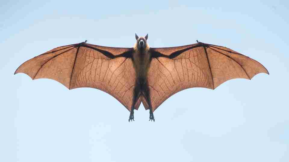 Meaning Behind Dreams About Bats