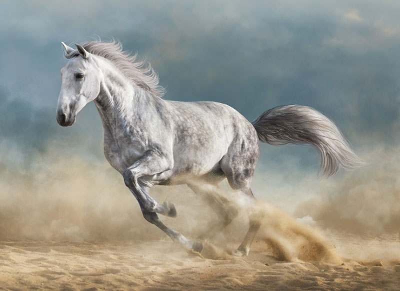 The Symbolic Presence of Horses in Dreams