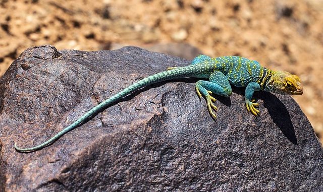 Unraveling the Symbolism of Dreams About Lizards