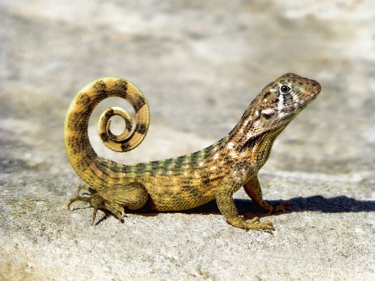 Unraveling the Symbolism of Dreams About Lizards