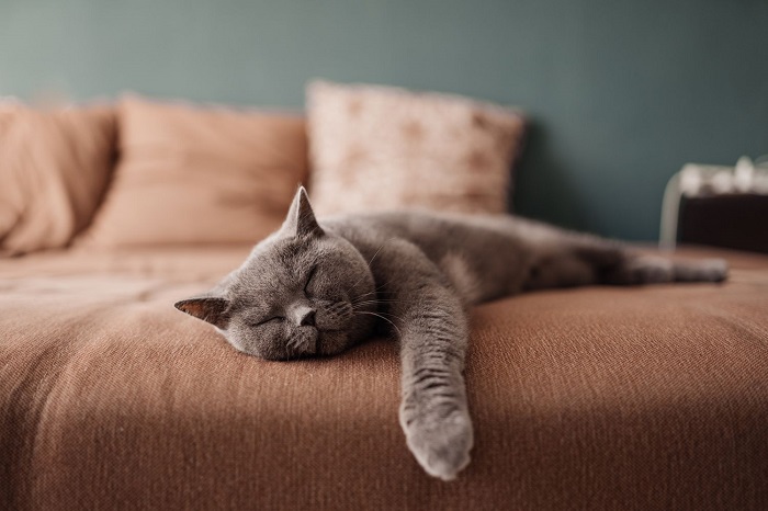 Unlocking the Mysterious Meanings of Dreams About Cats